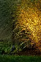 focus.smart.garden.lights.webp